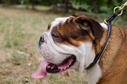 English Bulldog Collar